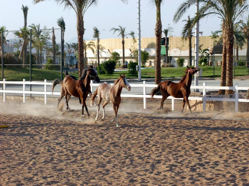 Concorde El Salam Sharm El Sheikh Sport Hotel Exterior foto